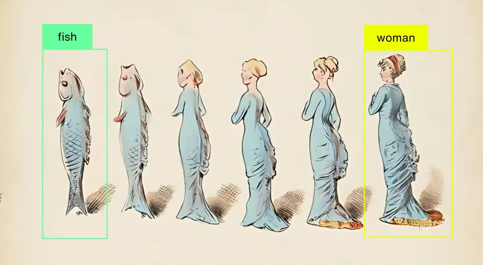 Illustration: eine Reihe von Zwischenstufen zwischen Fisch und Frau, außen zwei farbige Erkennungsrahmen mit den Bezeichnungen „fish“ und „woman“